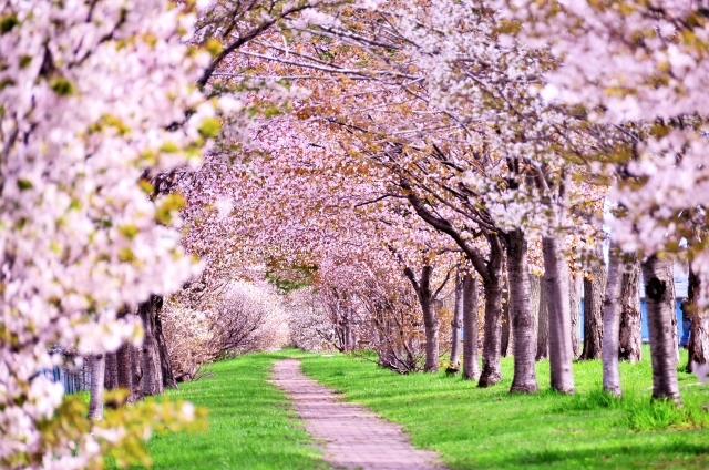 宮崎でお花見したい桜の名所おすすめ11選 綺麗な桜が見れる場所はここ 暮らし の