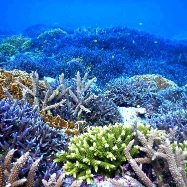 サンゴの種類は 種類別の特徴や飼育方法を詳しく解説 毒はある 暮らし の