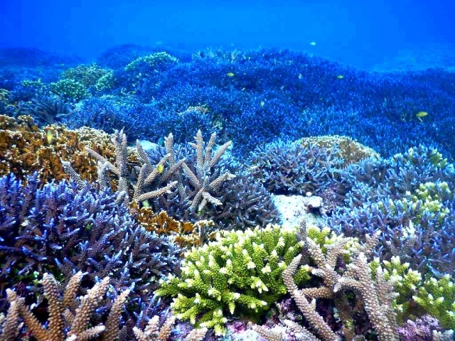 サンゴの種類は 種類別の特徴や飼育方法を詳しく解説 毒はある 暮らし の