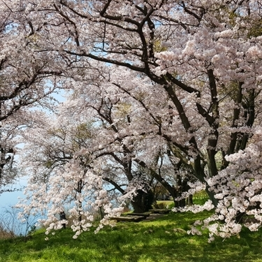 四国の桜の名所おすすめ12選 お花見で行きたい絶景スポットを厳選紹介 暮らし の