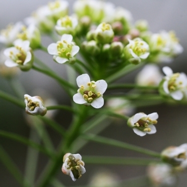 春の七草 薺 ナズナ の花言葉や食べた方を解説 どんな由来がある 暮らし の