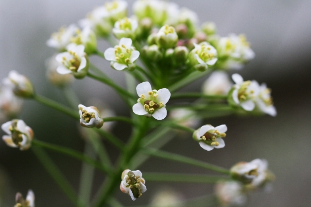 春の七草 薺 ナズナ の花言葉や食べた方を解説 どんな由来がある 暮らし の