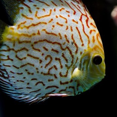ディスカスとは 熱帯魚の王様と呼ばれるその魅力や飼育方法をご紹介 暮らし の