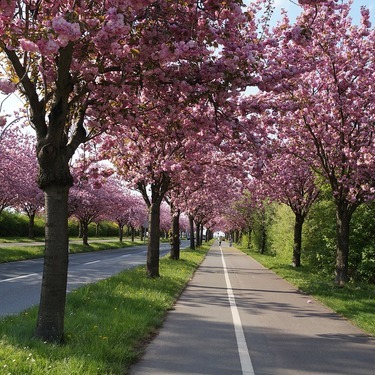 群馬で行くべき桜の名所おすすめ13選 綺麗すぎるお花見スポットをご紹介 暮らし の