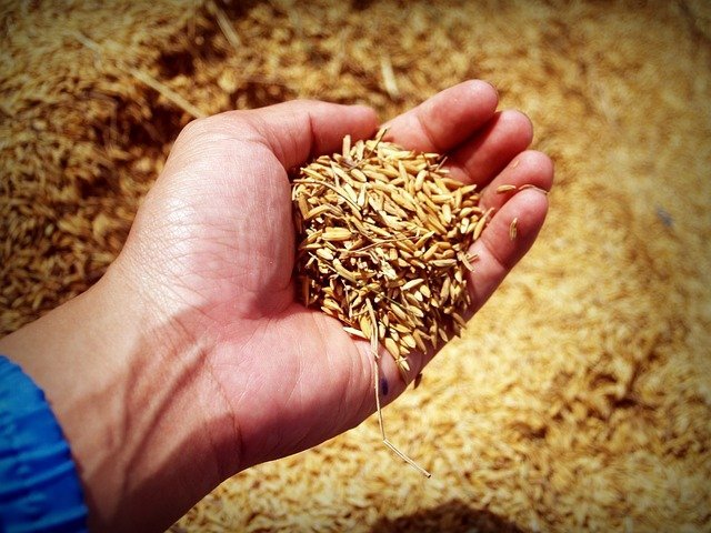 玄米カイロの作り方と効能を解説 小豆カイロとの違いや保存方法は 暮らし の