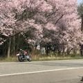 お花見ツーリングスポットおすすめ12選！桜を見ながら走る絶景ルートのご紹介！