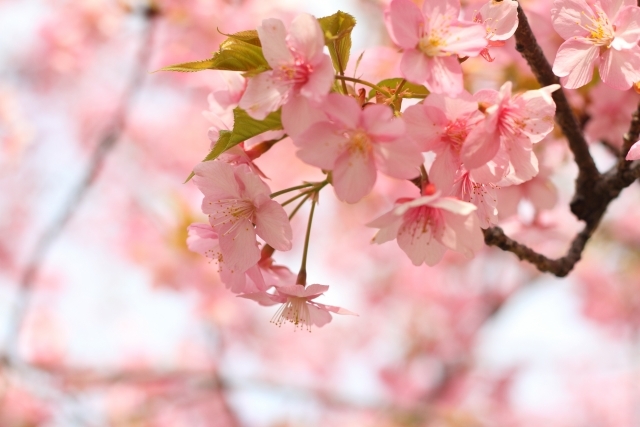 春の花木といえば 日本で咲く代表的な季節の花木の開花時期や花言葉などをご紹介 暮らし の
