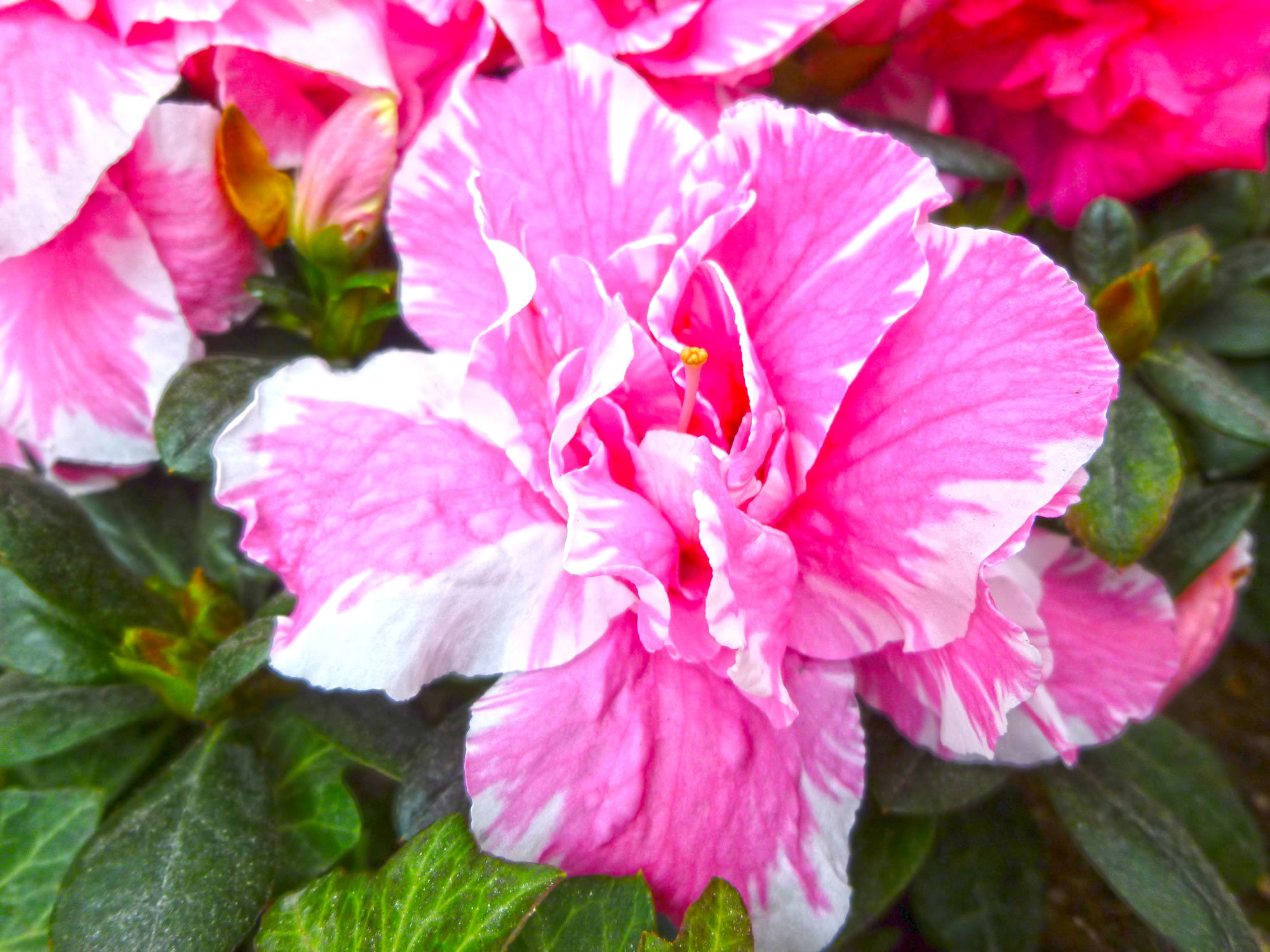 アザレアの花言葉とは 白やピンクなど色別に違う意味や由来を含めご紹介 Kurashi No