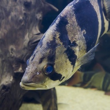 ダトニオとはどんな熱帯魚 気になる種類や飼育方法 病気などを解説 2ページ目 暮らし の