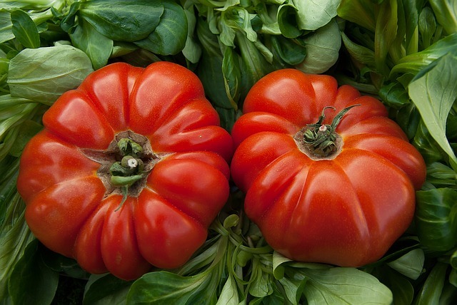 栽培ガイド トマトの肥料の与え方とは 追肥のタイミングや肥料の種類もご紹介 暮らし の