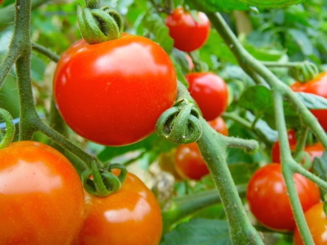 初心者でも簡単 トマトの育て方 苗の植え付けから収穫まで栽培のコツをご紹介 暮らし の