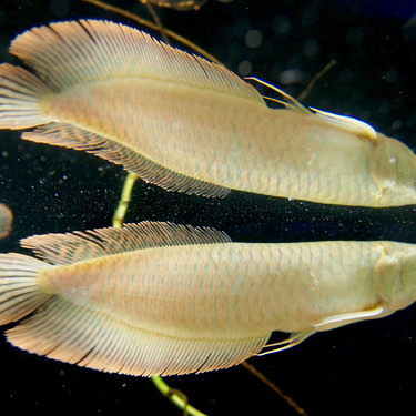 シルバーアロワナとは 最大1ｍに育つ熱帯魚の特徴や飼育方法を解説 暮らし の