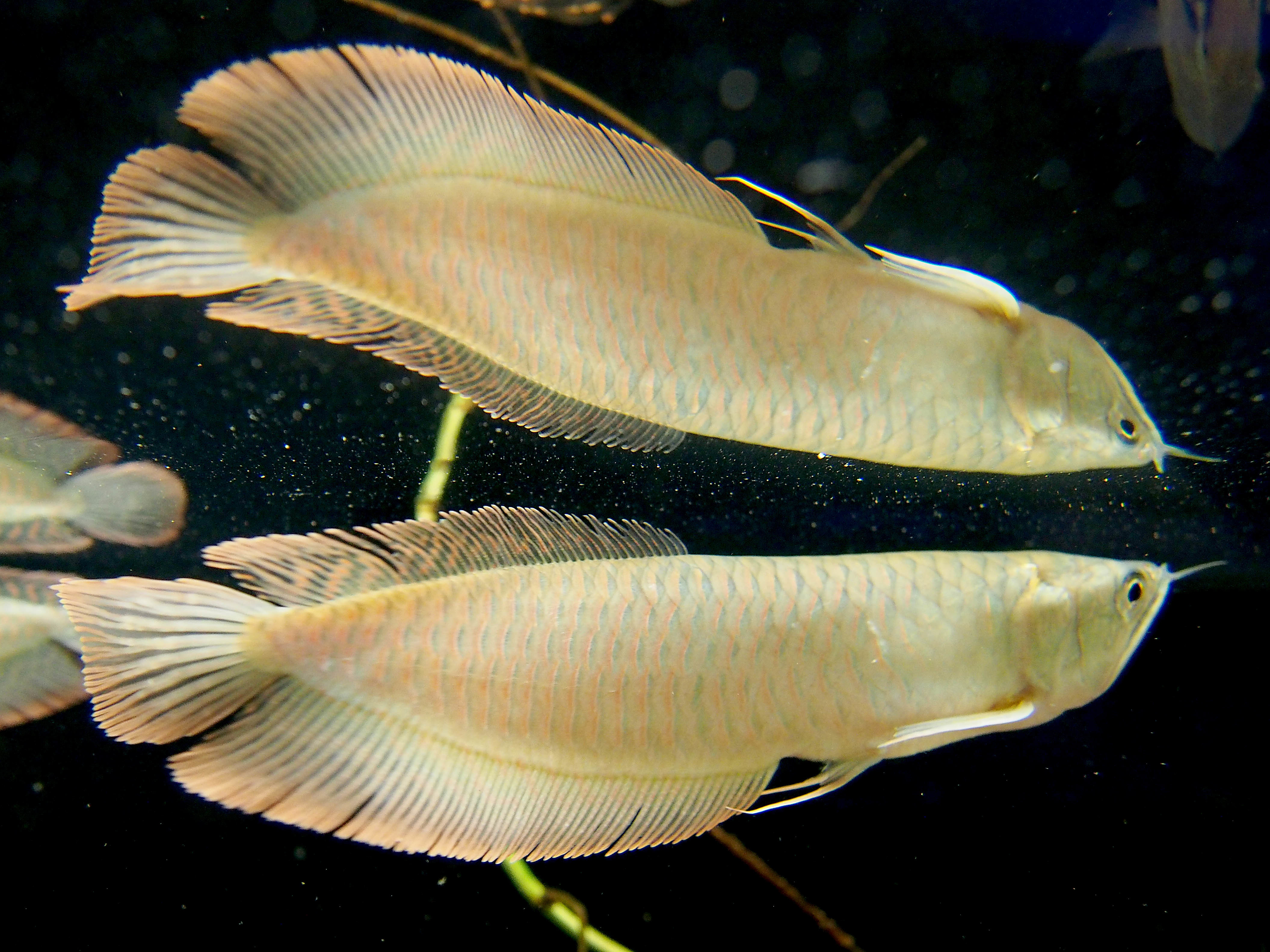 シルバーアロワナとは？最大1ｍに育つ熱帯魚の特徴や飼育方法を解説！ | kurashi-no