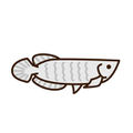 ブラックアロワナとは？魅力的な古代魚の特徴や飼育方法を詳しく解説！