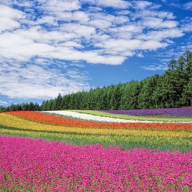 春に咲く花といえば 日本で咲く代表的な花の種類15選をご紹介 暮らし の