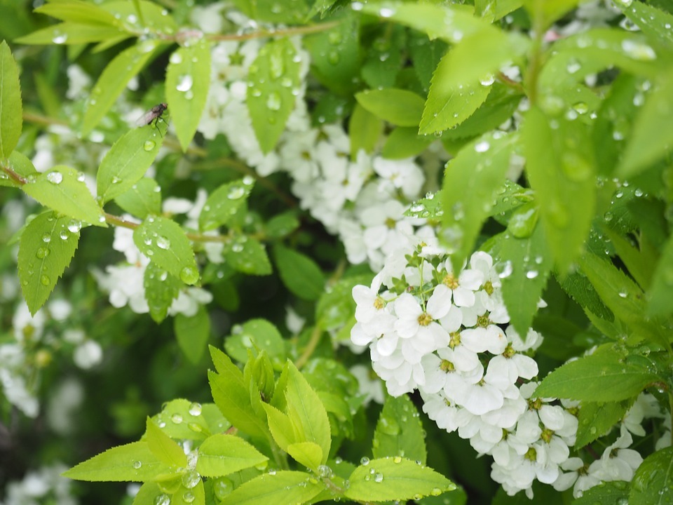 ユキヤナギ 雪柳 とは 生け垣でも人気な植物の特徴や花言葉をご紹介 暮らし の