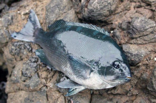 ニベとはどんな魚 その特徴や釣り方から美味しい食べ方まで解説 暮らし の