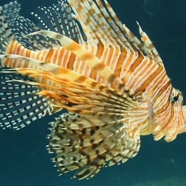海の毒魚ランキング ゴンズイ カサゴなどの毒の強さや症状まとめ Fishbuzz