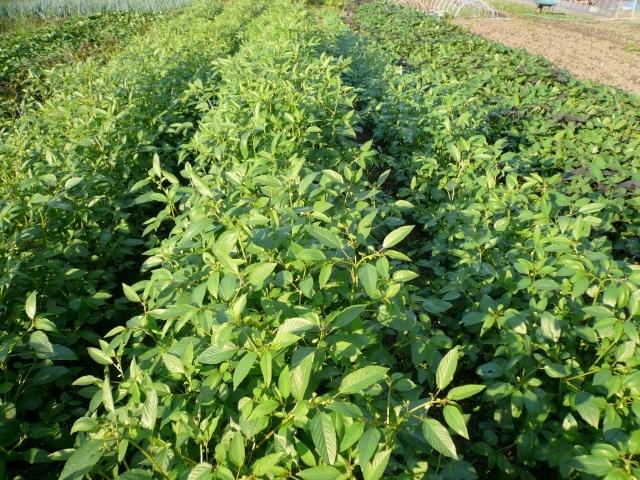 モロヘイヤ栽培のやり方は 種まき 収穫まで季節に合わせた育て方を解説 Kurashi No
