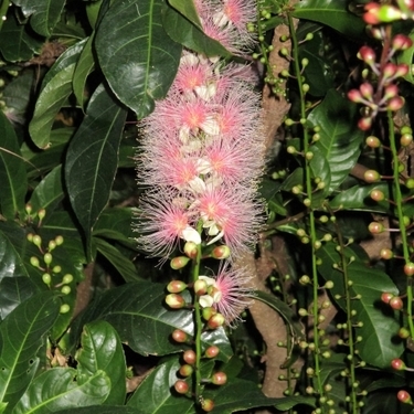 夏の風物詩 サガリバナ とは 一夜にだけ咲く幻の花の季節や開花時間をご紹介 暮らし の