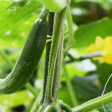 きゅうりの栽培方法と育て方 植え方や間引きのコツなどをご紹介 暮らし の