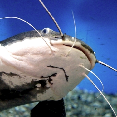 レッドテールキャットとは かわいい大型魚の飼育方法と釣り情報を紹介 暮らし の