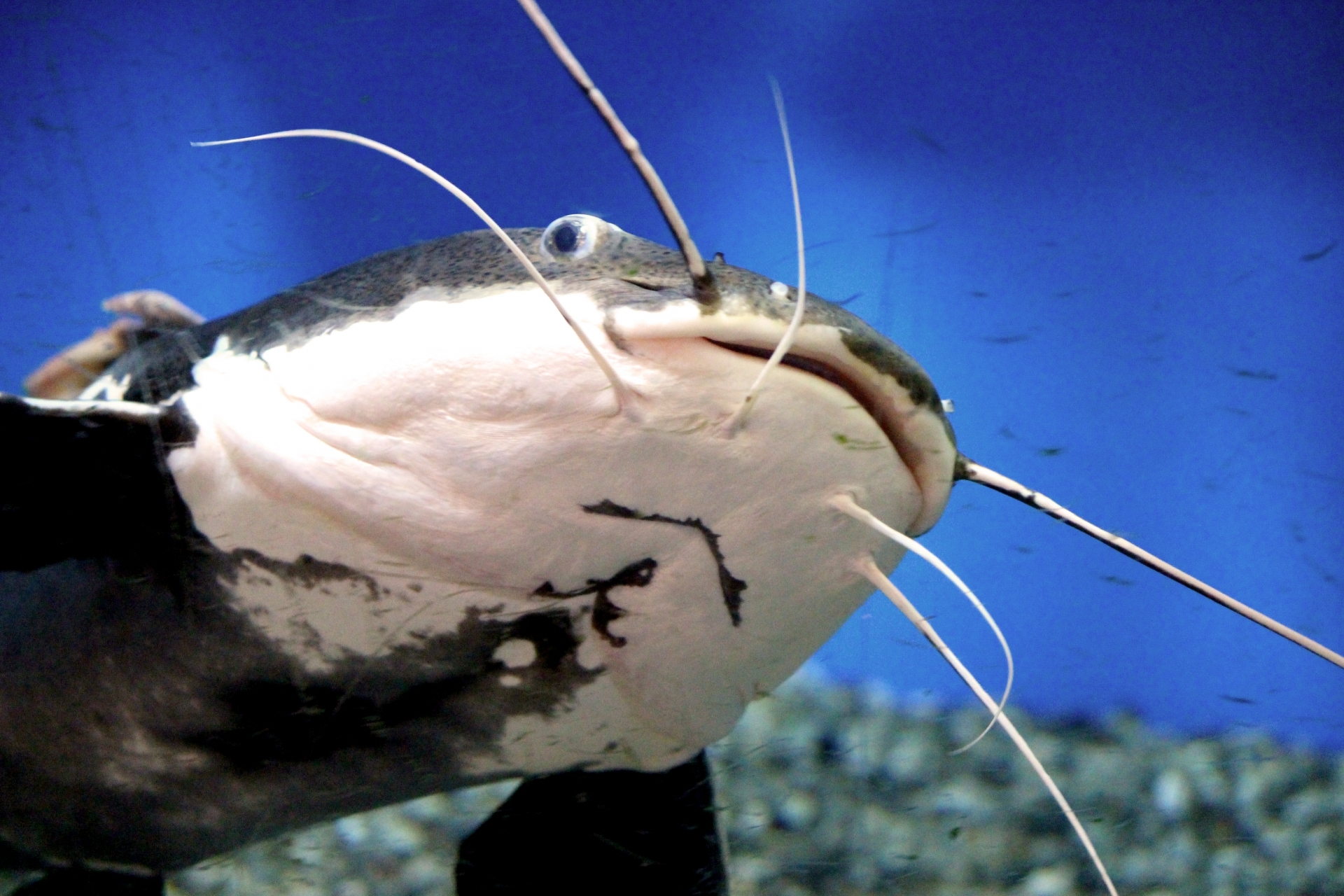 レッドテールキャットとは かわいい大型魚の飼育方法と釣り情報を紹介 Kurashi No