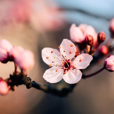 桜の挿し木での増やし方と育て方のコツ 時期や発根させるための方法を解説 暮らし の