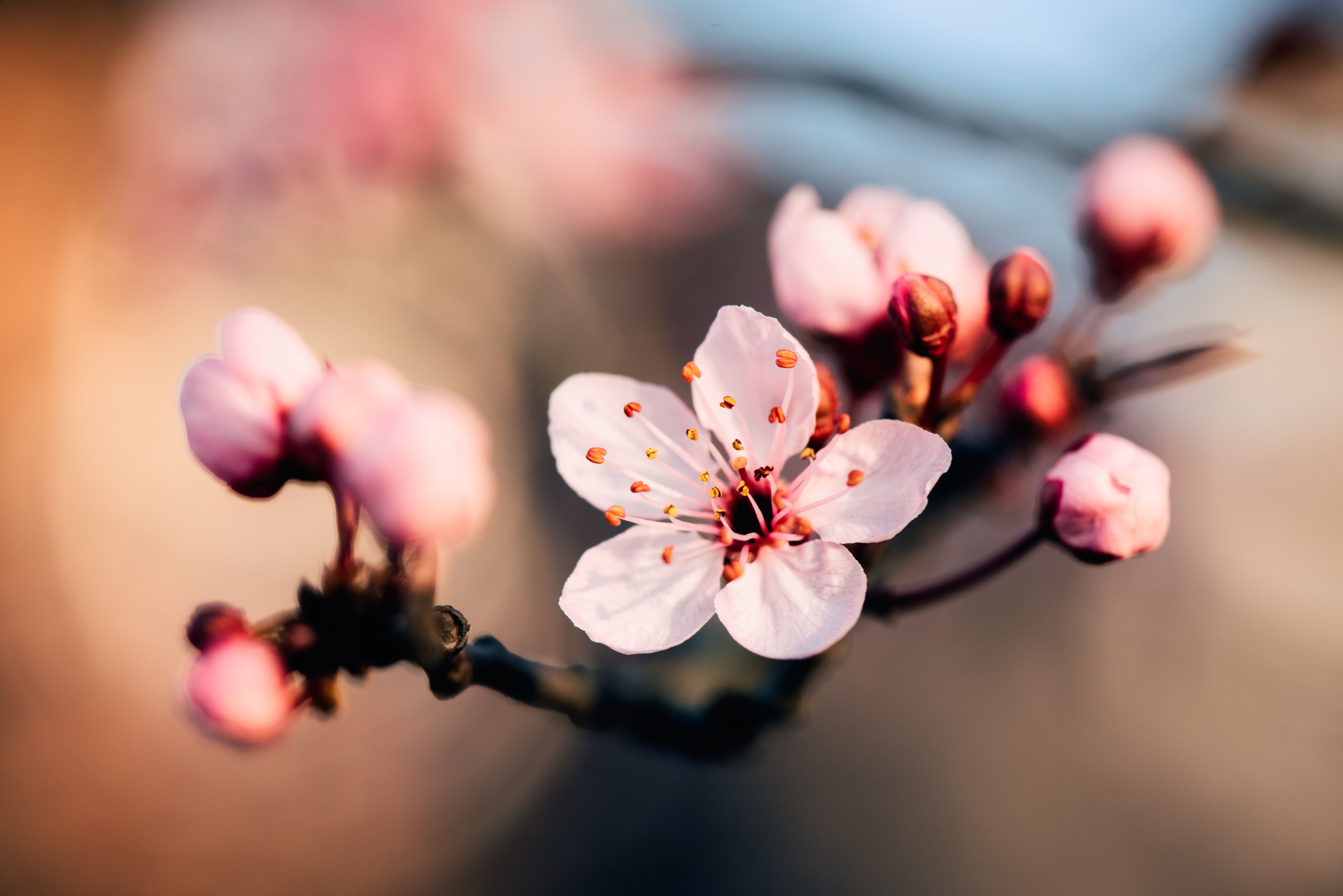 桜の挿し木での増やし方と育て方のコツ 時期や発根させるための方法を解説 Kurashi No