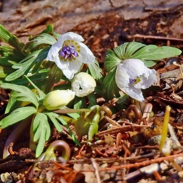 セツブンソウの育て方と花言葉 開花の時期や群生地もご紹介 暮らし の