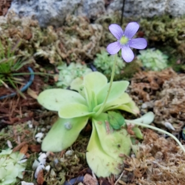 ムシトリスミレの育て方 特徴や植え替え 増やし方のコツと花言葉もご紹介 暮らし の