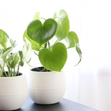 100均で買える観葉植物おすすめ10選 室内で育てられる人気の品種をご紹介 暮らし の