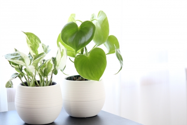 100均で買える観葉植物おすすめ10選 室内で育てられる人気の品種をご紹介 暮らし の