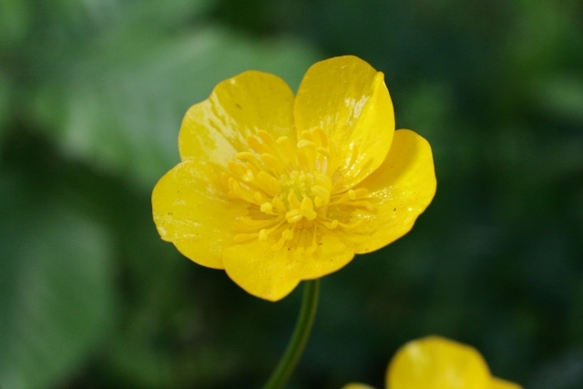 キンポウゲ 金鳳花 はどんな植物 花言葉や花が咲く季節などをご紹介 Kurashi No