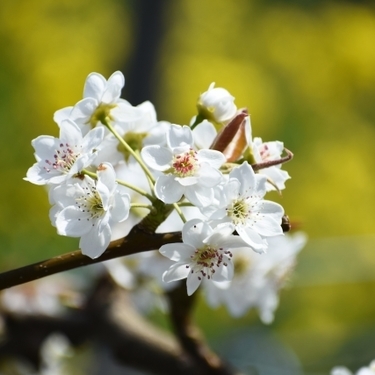 梨の花ってどんな花 花言葉の意味や開花の時期など 梨の花 を解説 暮らし の