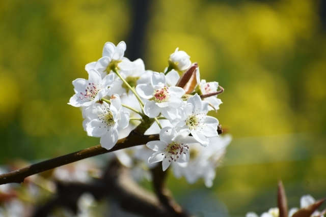 梨の花ってどんな花 花言葉の意味や開花の時期など 梨の花 を解説 暮らし の