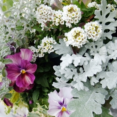 シルバーリーフ人気7選 葉っぱが白い植物の育て方や増やし方までご紹介 暮らし の