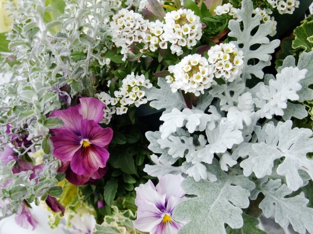 シルバーリーフ人気7選 葉っぱが白い植物の育て方や増やし方までご紹介 暮らし の