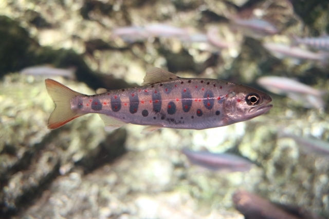 アマゴってどんな魚 旬の時期に食べたい魚の特徴や食べ方を解説 Kurashi No