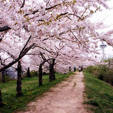 北海道の桜の名所おすすめ12選 絶景の中でお花見できる綺麗な場所をご紹介 暮らし の