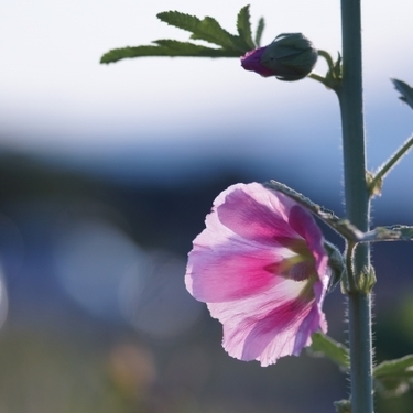 ゼニアオイってどんな花 花言葉や育て方など 基本情報をご紹介 暮らし の