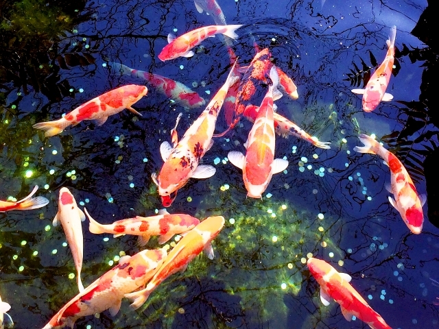 鯉の寿命はギネス級 日本記録を持つ 花子 はなんと江戸時代生まれだった 暮らし の