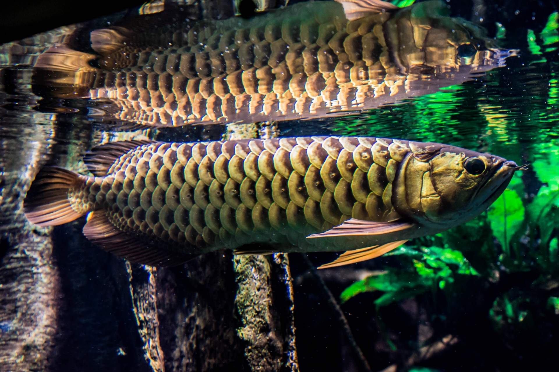 熱帯魚の生き餌の種類は おすすめの生き餌や注意点などを詳しく解説 暮らし の