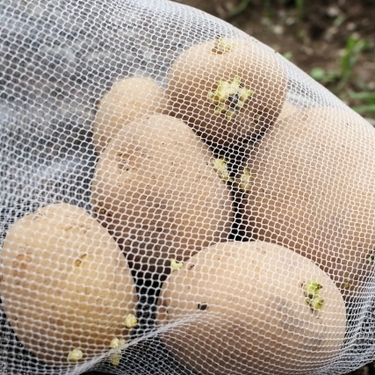 ジャガイモの種芋の正しい選び方は 販売価格や時期 保存方法まで解説 暮らし の