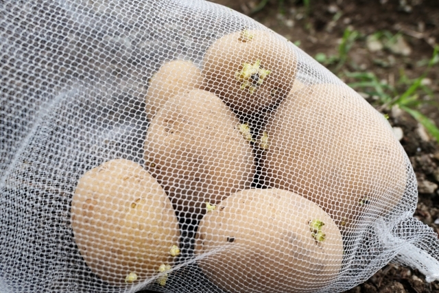 ジャガイモの種芋の正しい選び方は 販売価格や時期 保存方法まで解説 Kurashi No