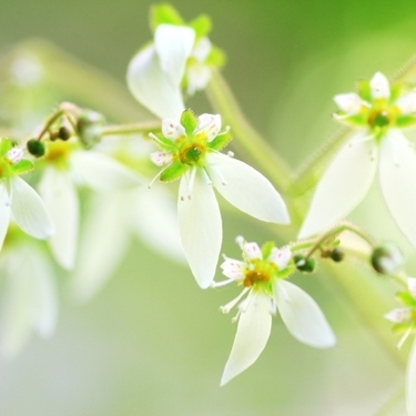 ユキノシタってどんな植物 花の時期 鉢植えでの育て方や剪定方法までご紹介 暮らし の