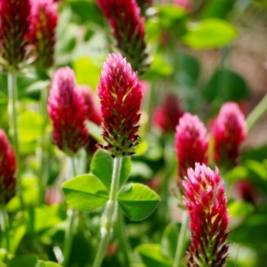 クリムゾンクローバーとは 花の特徴や開花時期 育て方の注意などをご紹介 暮らし の