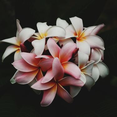 プルメリアの花言葉 意味や由来は 開花の時期 ハワイ語との関係もご紹介 暮らし の
