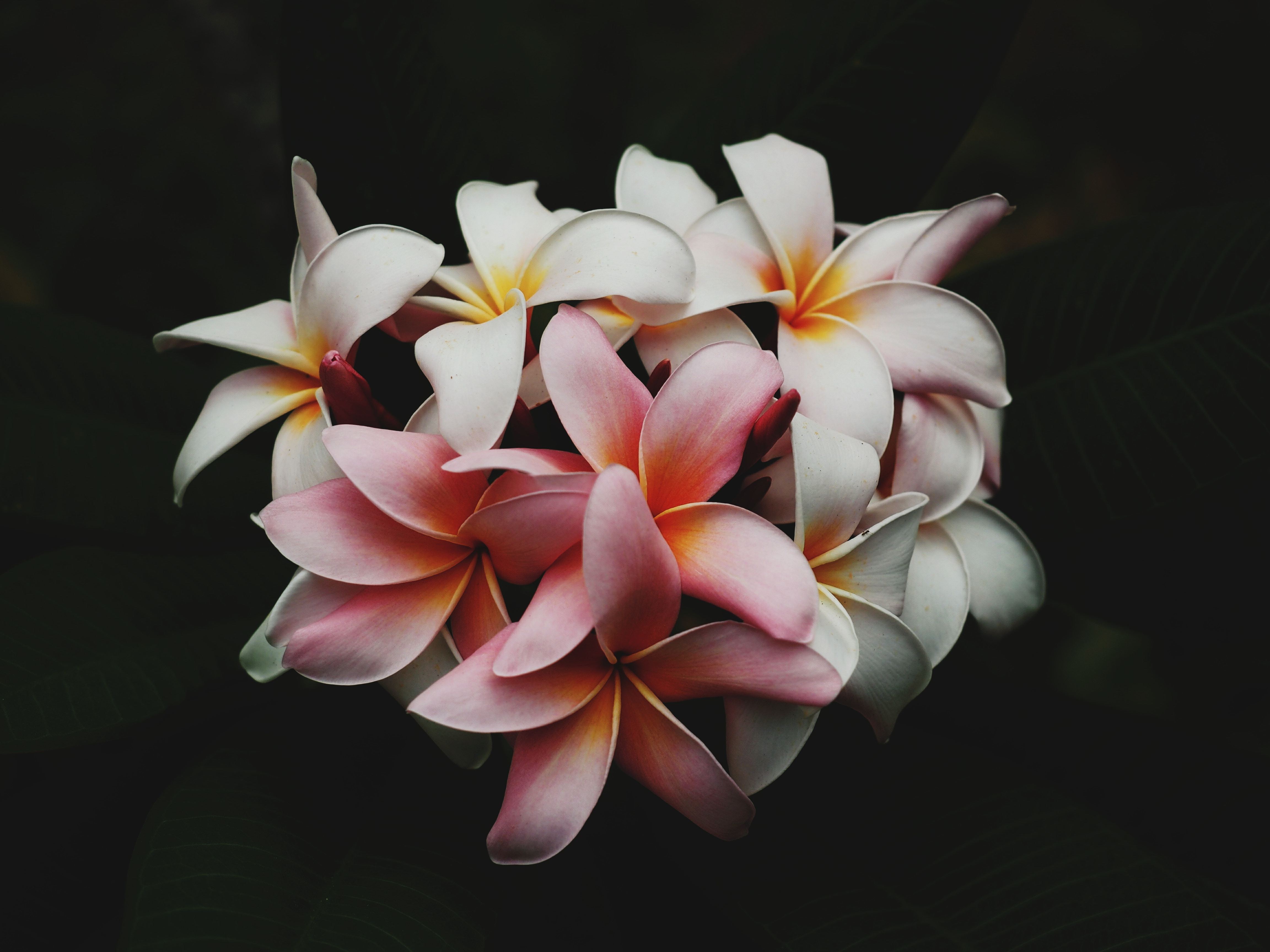 プルメリアの花言葉 意味や由来は 開花の時期 ハワイ語との関係もご紹介 Kurashi No