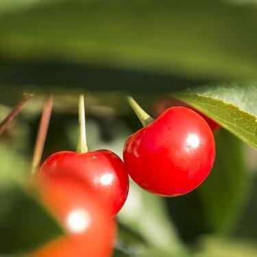 さくらんぼがなるのはどんな木 実がなる桜の種類や実る季節をご紹介 暮らし の